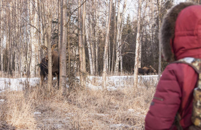 Человек, наблюдающий за лосем в лесу, Фэрбенкс, Аляска — стоковое фото