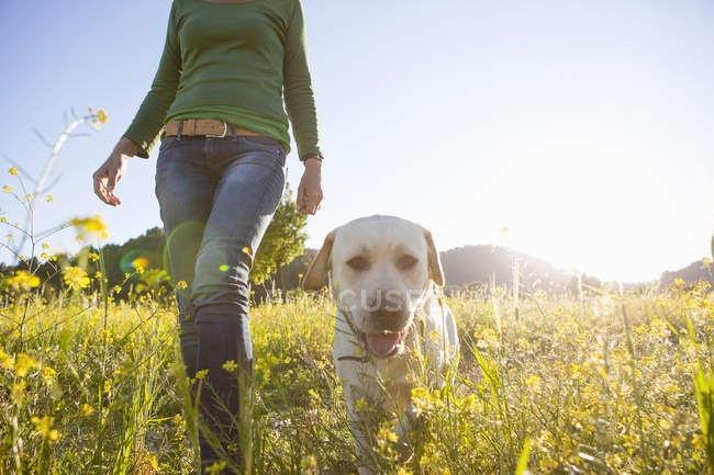 Low angle view of mature woman walking labrador retriever in sunlit wildflower meadow — Stock Photo