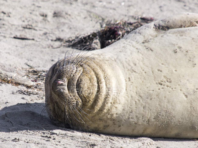 Північна тюленя слона, що відпочиває на сонці — стокове фото