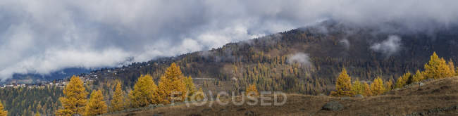 Panoramic view of hill with autumn trees and low clouds — Stock Photo