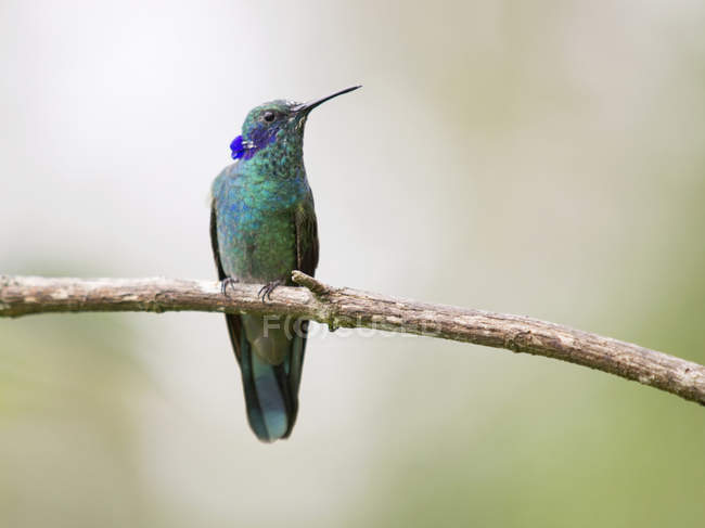 Sparkling violetear perching on branch, Minca, Magdalena, Colombia — Stock Photo