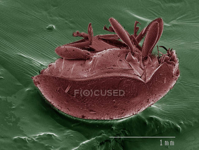Кольоровий сканувальний електронний мікрограф жука — стокове фото