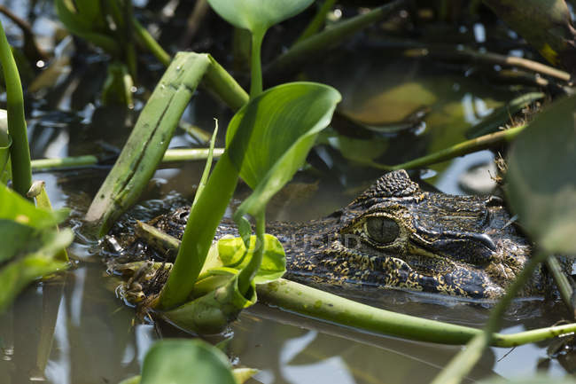 Testa di caimano yacare nelle acque umide, Pantanal, Mato Grosso, Brasile — Foto stock