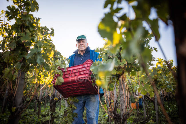 Retrato del hombre mayor que lleva la caja de uva en el viñedo - foto de stock