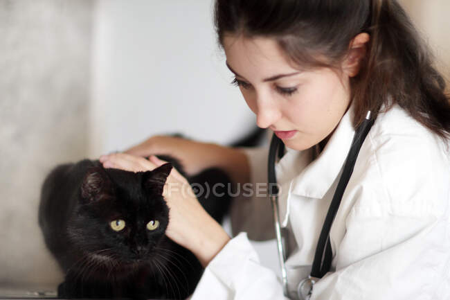 Vétérinaire examinant chat noir — Photo de stock