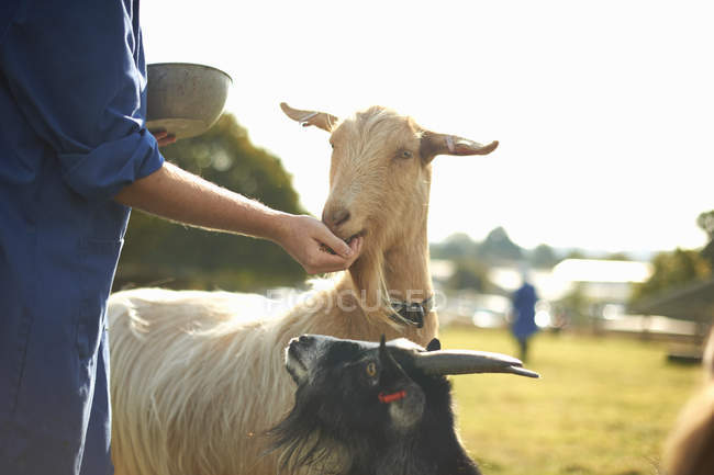 Farm worker tending to goats on farm — Stock Photo