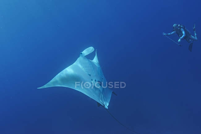 Plongeur sous-marin et raie manta océanique (manta birostris), Cancun, Mexique — Photo de stock