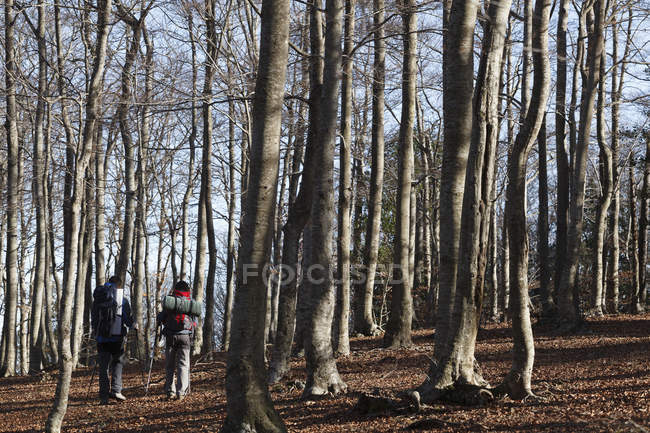 Randonneurs marchant à travers les bois, Montseny, Barcelone, Catalogne, Espagne — Photo de stock
