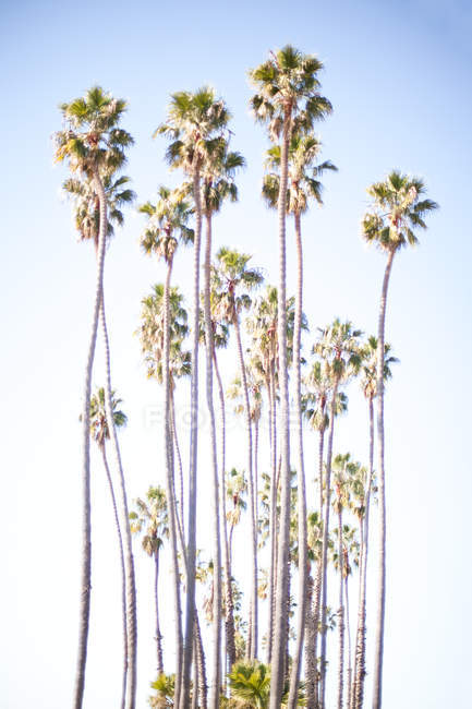 Високі пальми з блакитним небом на фоні — стокове фото
