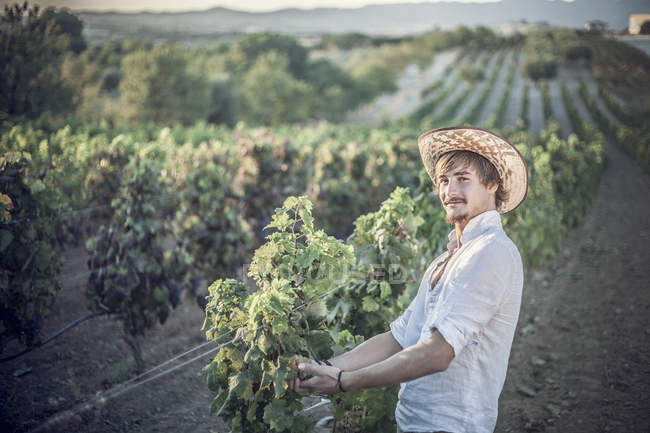 Viticultor trabajando en viñedo, Cagliari, Cerdeña, Italia - foto de stock