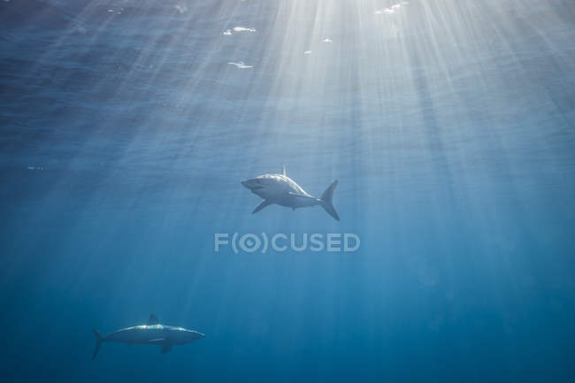 Underwater view of swimming lemon sharks — Stock Photo