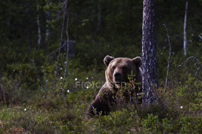 Brown bear sitting near tree in forest near kuhmo, finland — Stock Photo