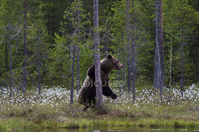 Бурий ведмідь, спираючись на дерева в лісі біля місті kuhmo, Фінляндія — стокове фото