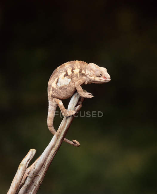 Close up shot of chameleon sitting on tree branch — Stock Photo
