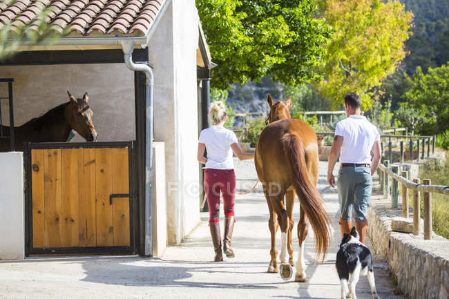 Rear view of male and female grooms leading horse in rural stables — Stock Photo