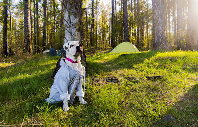 Portrait of bulldog in forest wearing hoody, Russia — Stock Photo