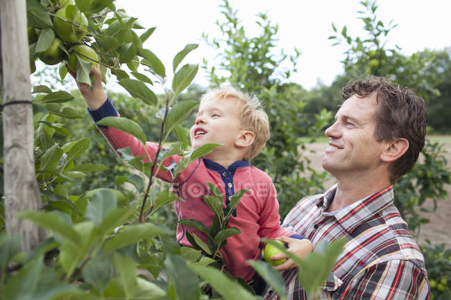 Agricultor e filho pegando maçãs da árvore no pomar — Fotografia de Stock