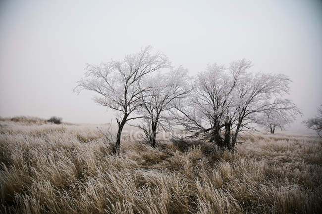 Hojas de árboles cubiertas de nieve - foto de stock