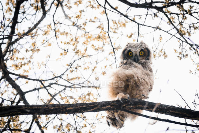 Great Horned Owlet peering down with yellow eyes in the South Okanagan Valley during the spring, Penticton, British Columbia, Canada — Stock Photo