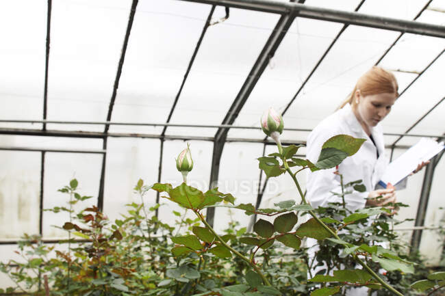 Horticulturist working in greenhouse — Stock Photo