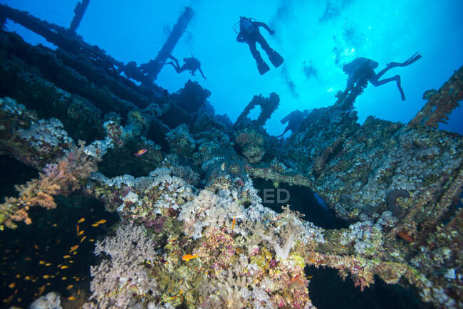 Buceadores investigando naufragios cubiertos de coral, Mar Rojo, Marsa Alam, Egipto - foto de stock