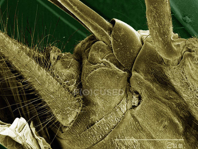 Micrografo elettronico a scansione colorata degli speroni delle gambe di grillo della casa — Foto stock