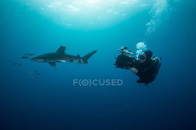 Buceador nadando con tiburón punta blanca (Carcharhinus longimanus) y peces piloto, vista submarina, isla Brothers, Egipto - foto de stock
