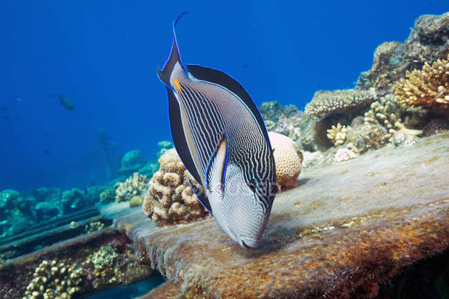 Сохальний хірург на кораловому рифі під водою — стокове фото