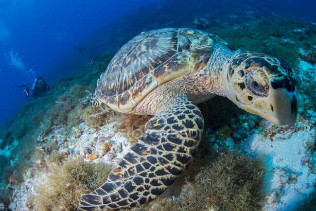 Falkenschildkröte (eretmochelys imbricata) ernährt sich von Riffen, Cozumel, Quintana roo, Mexiko — Stockfoto