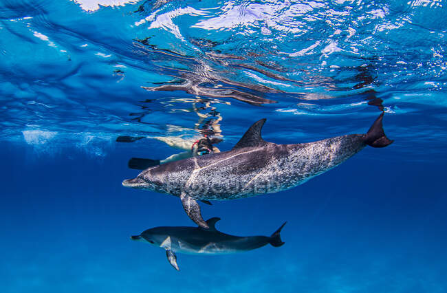 Delfines manchados del Atlántico, vista submarina - foto de stock
