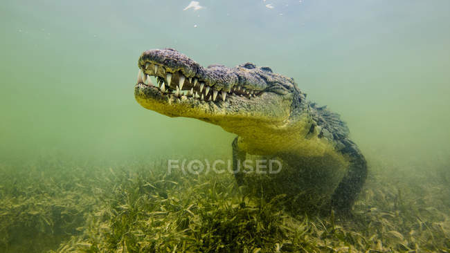 Crocodilo americano de água salgada, vista subaquática — Fotografia de Stock