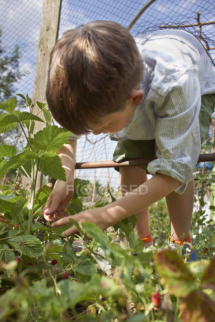 Хлопчик збирає ягоди в саду — стокове фото