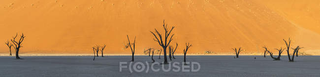 Vista panoramica di alberi di acacia morti nel deserto — Foto stock