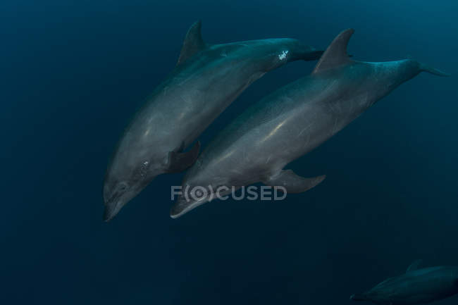Underwater view of swimming bottlenose dolphins — Stock Photo