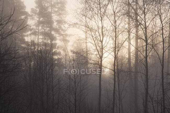 Blick auf kahle Bäume im nebligen Wald — Stockfoto