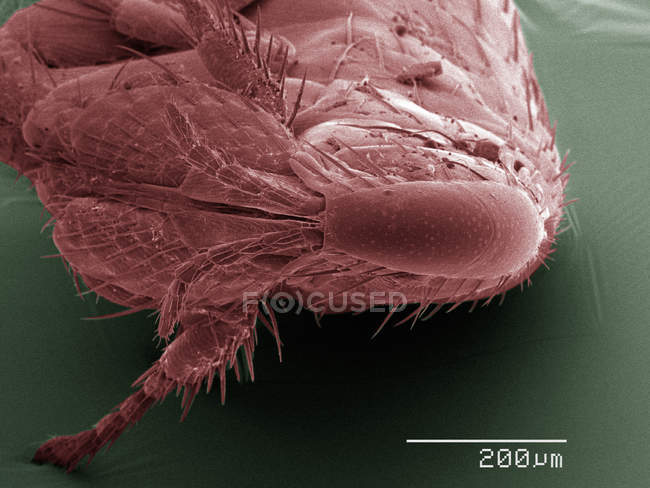 Micrógrafo electrónico de barrido coloreado de pulgas - foto de stock