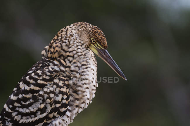 Side view of Rufescent Tiger Heron in brazil — Stock Photo
