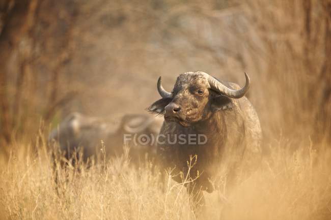 Africano búfalo ou Syncerus caffer no início da manhã luz, Mana Pools National Park, Zimbabwe — Fotografia de Stock