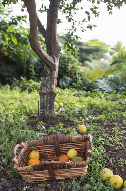 Корзина с собранными апельсинами в саду — стоковое фото