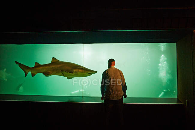 Человек наблюдает за акулой в аквариуме — стоковое фото