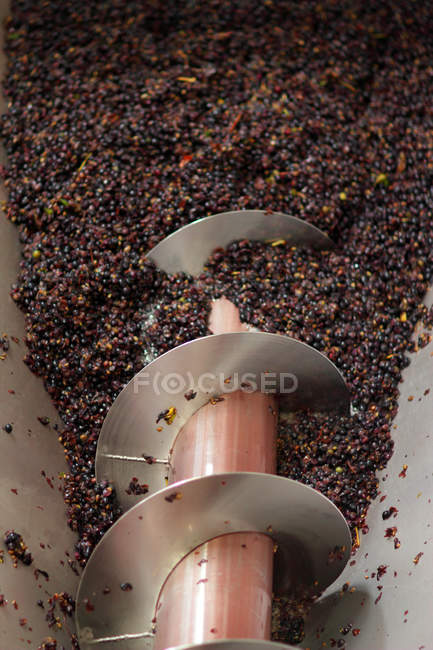 Trauben im Brecher im Industrieweinkeller — Stockfoto