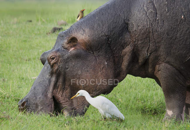Oxpecker over a grazing Hippo or Hippopotamus amphibius and an egret in wilderness — Stock Photo