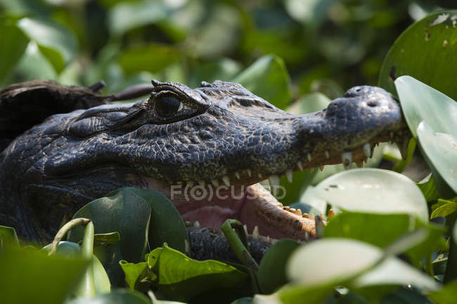 Tiro na cabeça de dois jacarés caiman em pântano, Mato Grosso, Brasil — Fotografia de Stock