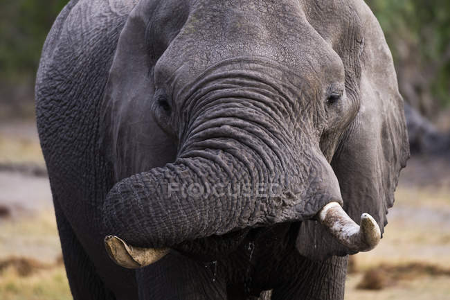 Un grande elefante africano (Loxodonta africana), concessione Khwai, delta dell'Okavango, Botswana — Foto stock