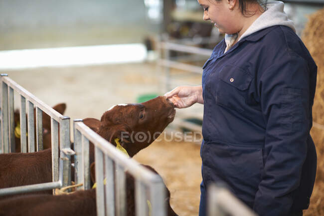 Trabalhador agrícola alimentando bezerro em galpão de gado — Fotografia de Stock