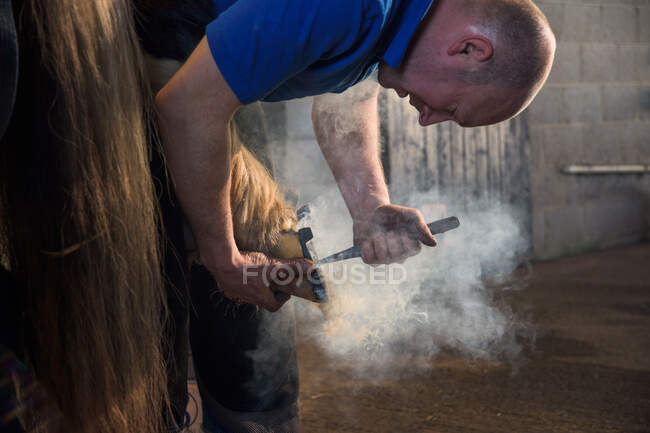 Cheval Farrier avec fer à cheval — Photo de stock