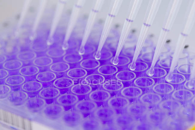 Fechar a placa de microtitulação de 96 poços com solução de cristal violeta — Fotografia de Stock