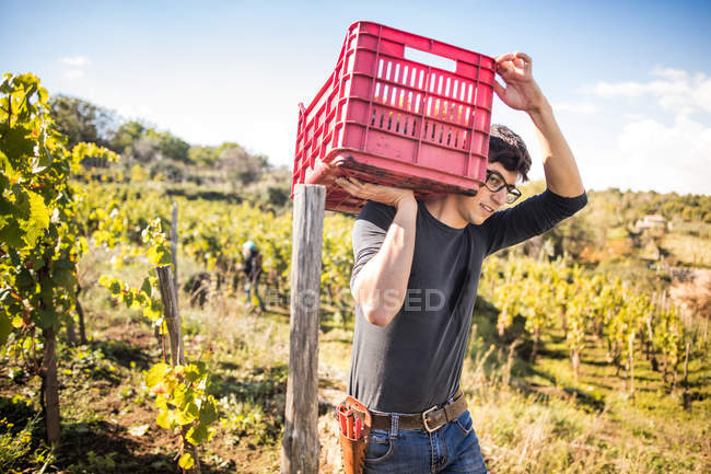Jovem carregando caixote de uva no ombro na vinha — Fotografia de Stock