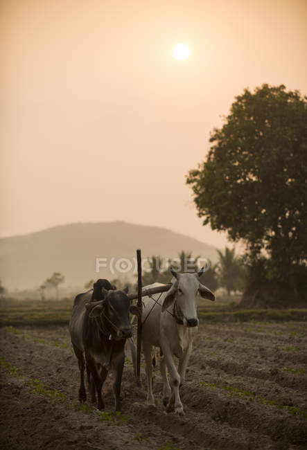 Bovins marchant dans les champs au coucher du soleil, Kep, Cambodge — Photo de stock
