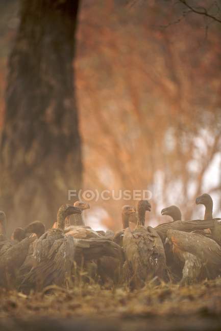 Avvoltoi bianchi o Gyps africanus sulla carcassa di Impala (aepyceros melampus), Mana Pools, Zimbabwe — Foto stock